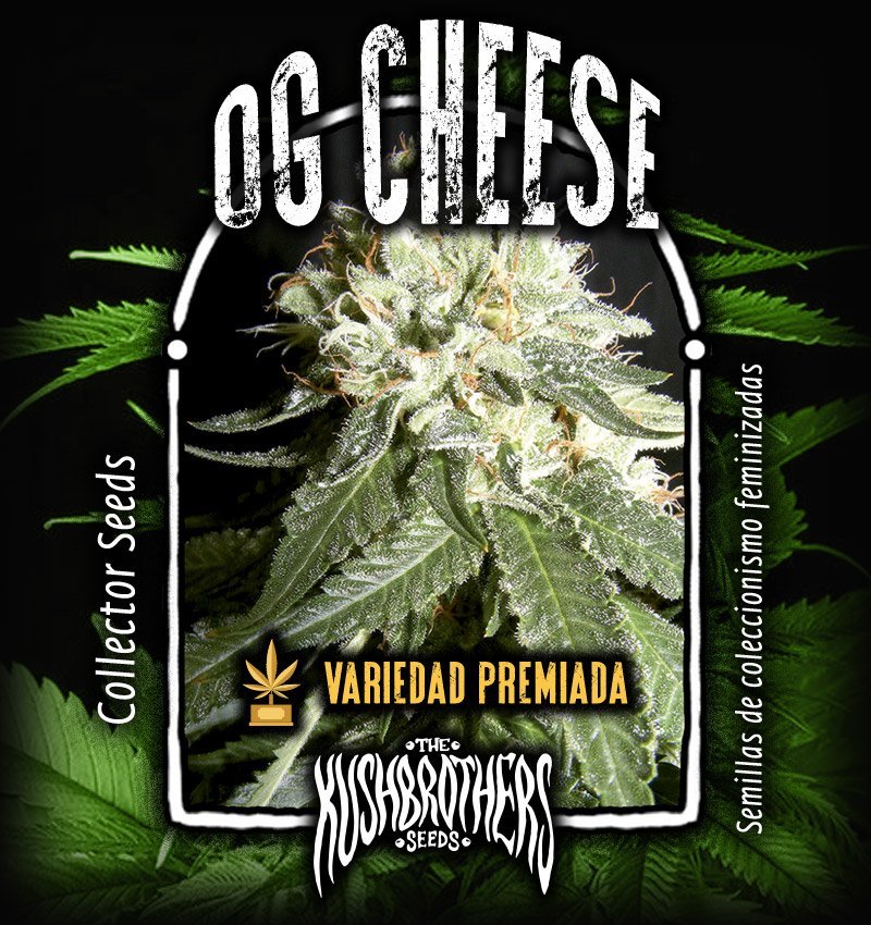 OG Cheese