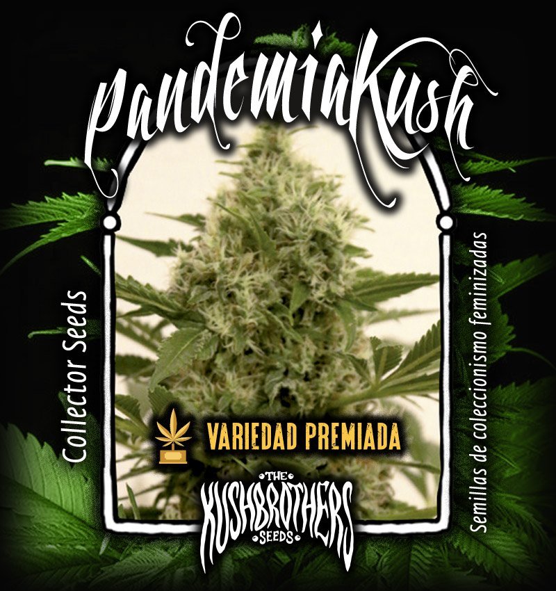 Pandemia Kush