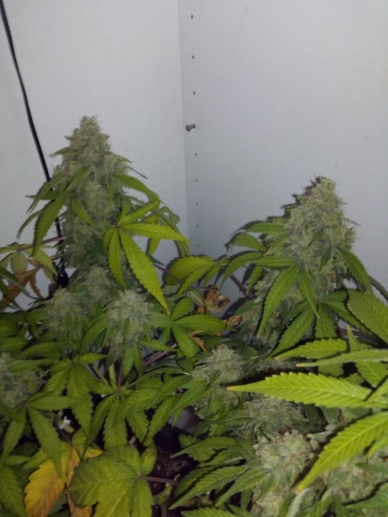 ocn_hardverst.thumb.jpg.310dd3bd04dbfb66b13e57dfee2bc56a.jpg