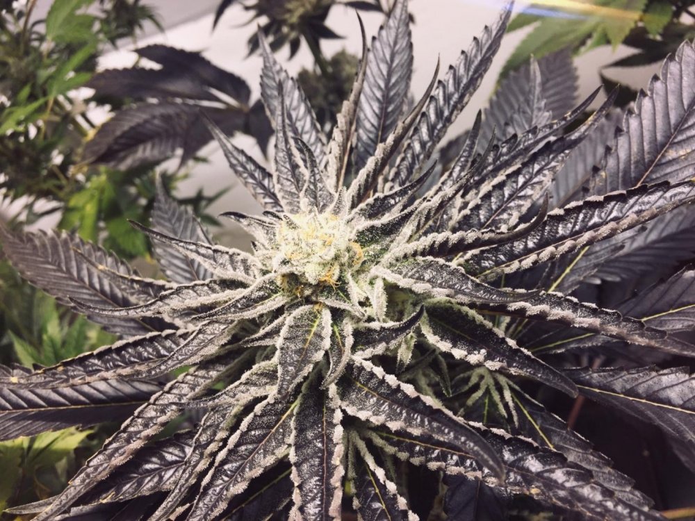 purple_macro5.jpeg