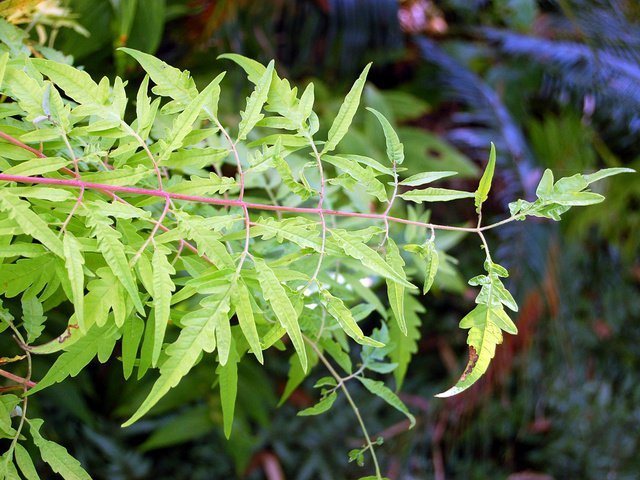 rhus-typhina-tiger-eyes-feuille.jpg.c3688d5e9ac98a40f991f80d948fb25d.jpg