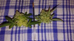 Chocolope Kush Flo55 - Gourmands non exposés