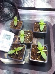 sour diesel.jpg