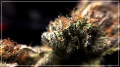 Scott's OG  Rare dankness