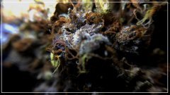 Minth-Cookie   French touch seeds