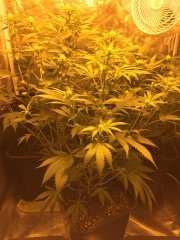 Supercheese FLO+20