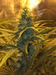 Supercheese FLO+35