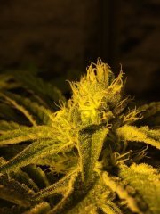 Peyote Cookies FLO+35