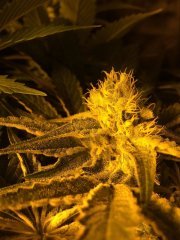 Peyote Cookies FLO+35