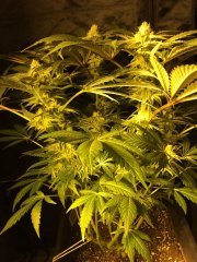 Peyote Cookies FLO+35