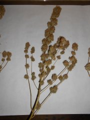 DSCN0406.JPG
