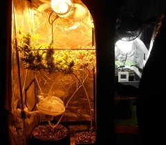 SCROG#01