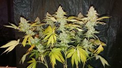 Critical+ F59
