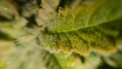 Critical+ F59 - trichomes