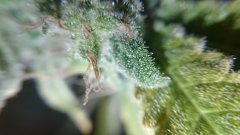 Critical+ F59 - trichomes