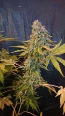 Critical+ F59 - Bud sans Flash
