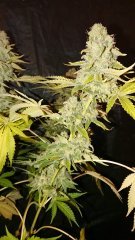 Critical+ F59 - Bud avec flash