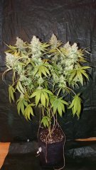 Chocolope Kush - F59