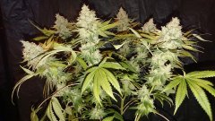 Chocolope Kush - F59