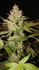 Chocolope Kush - F59 - Bud avec flash