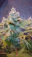 Chocolope Kush - F59 - Bud sans flash