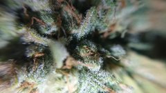 Chocolope Kush - F59 - trichomes