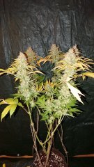 Chocolope - F59
