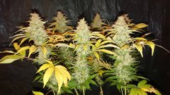 Chocolope - F59