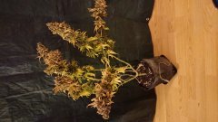 Critical + F82 Cut