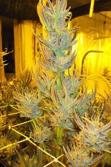 IMG_0014.JPG