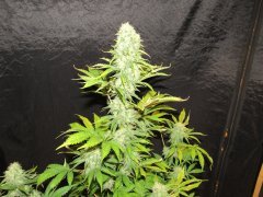 IMG_0603.JPG