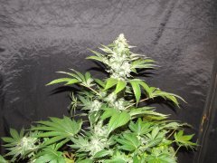 IMG_0618.JPG