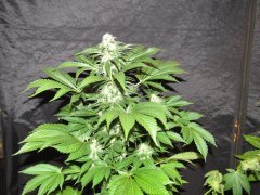 IMG_0624.JPG