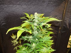 IMG_0643.JPG
