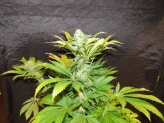 IMG_0651.JPG