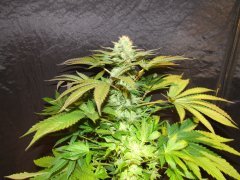 IMG_0653.JPG