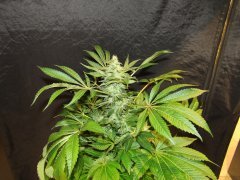 IMG_0661.JPG