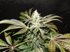 IMG_0737.JPG