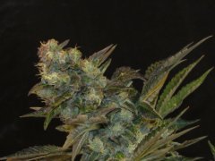 IMG_0763.JPG