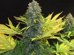 IMG_0807.JPG