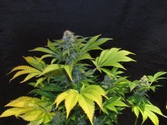 IMG_0813.JPG
