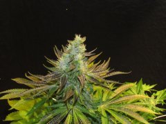 IMG_0814.JPG