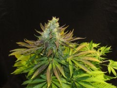 IMG_0818.JPG