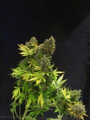 cali gold