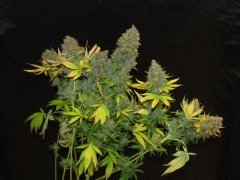 cali gold