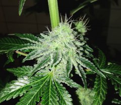Real Gorilla #4 from real gorilla seeds