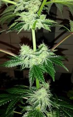 Real Gorilla #4 from real gorilla seeds