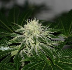 Real Gorilla