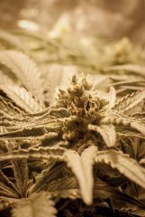 Peyote Cookies FLO+40