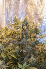 French Cookies + Supercheese FLO+40